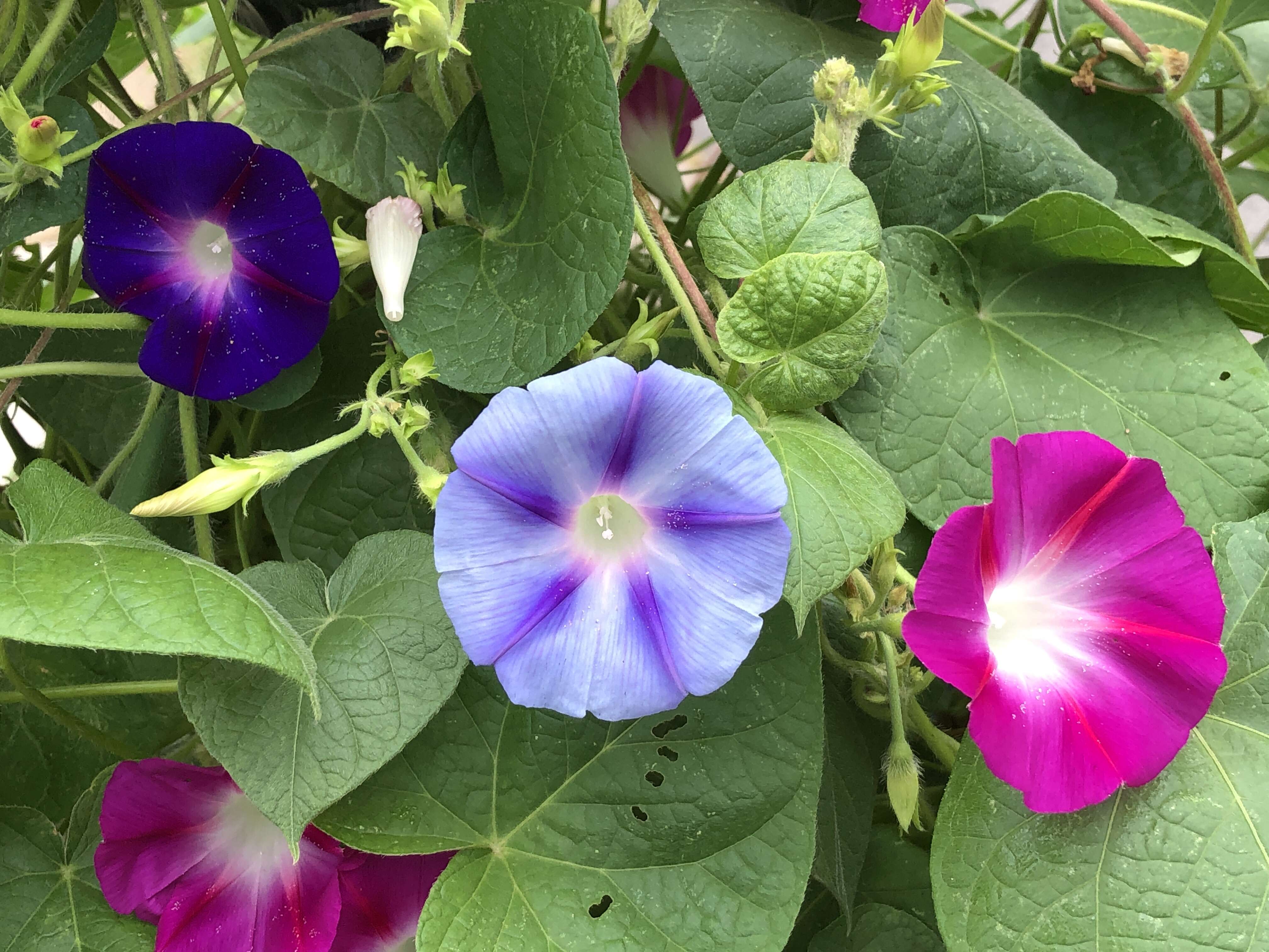 Слика од Ipomoea purpurea (L.) Roth