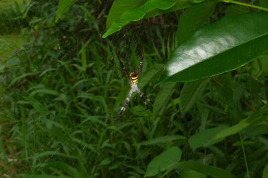 Imagem de Argiope aetherea (Walckenaer 1841)