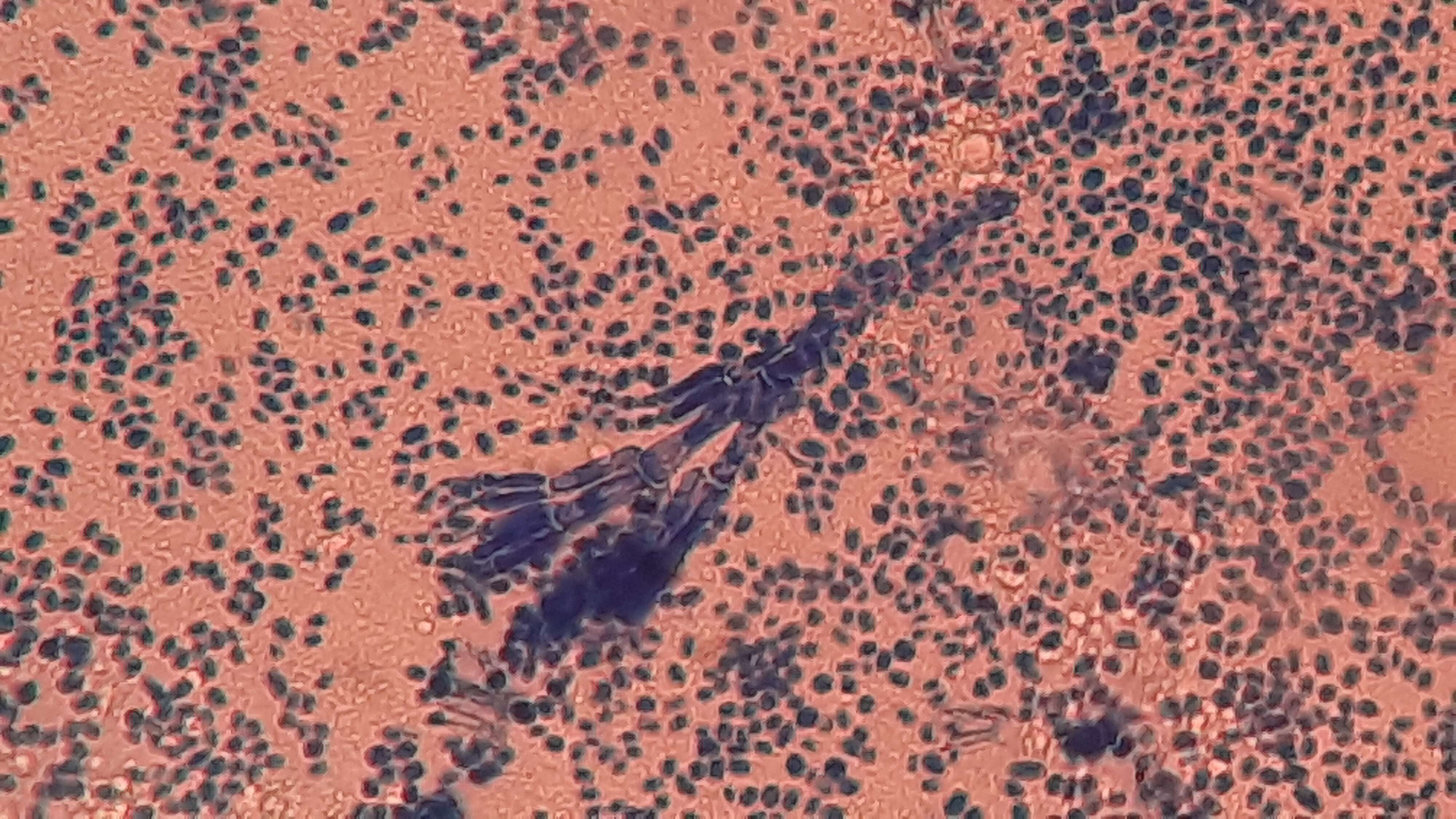 Image of Penicillium