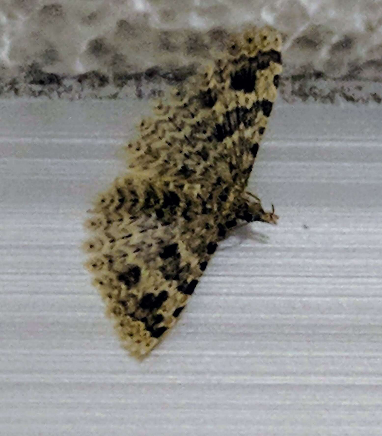 Image of twenty-plume moth