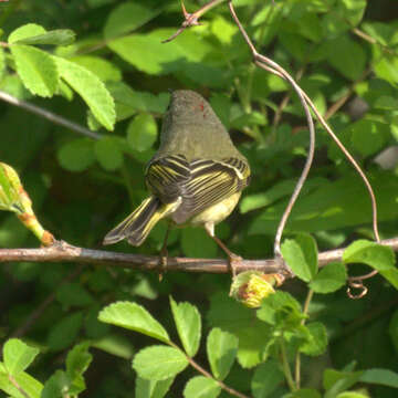 Image of goldcrests and kinglets