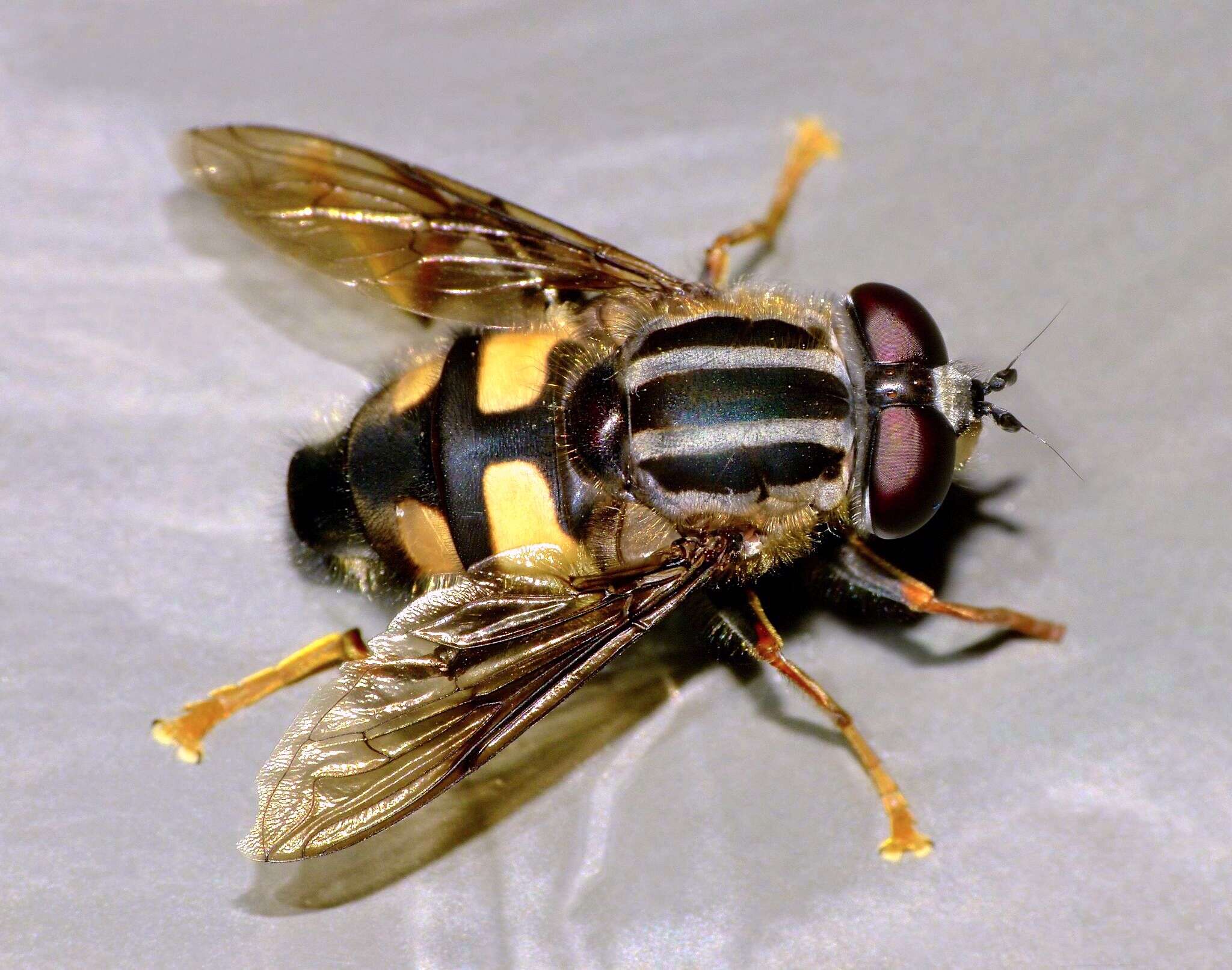 Image of three-lined hoverfly