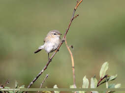 Image of Mountain Chiffchaff