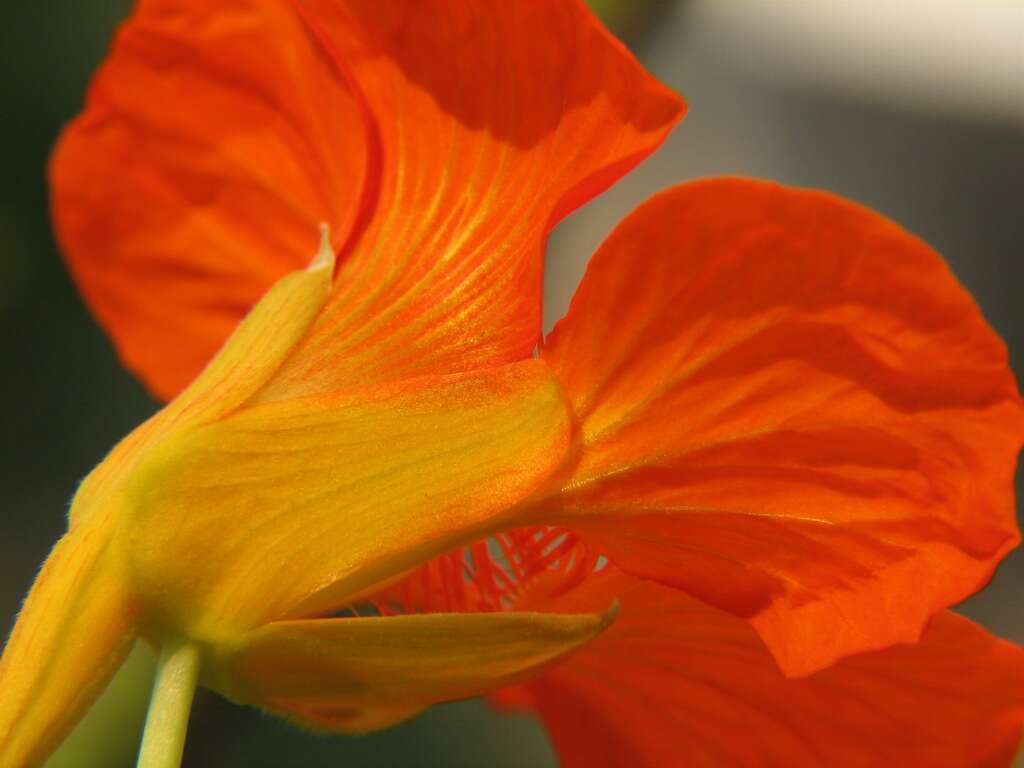 Image of nasturtium