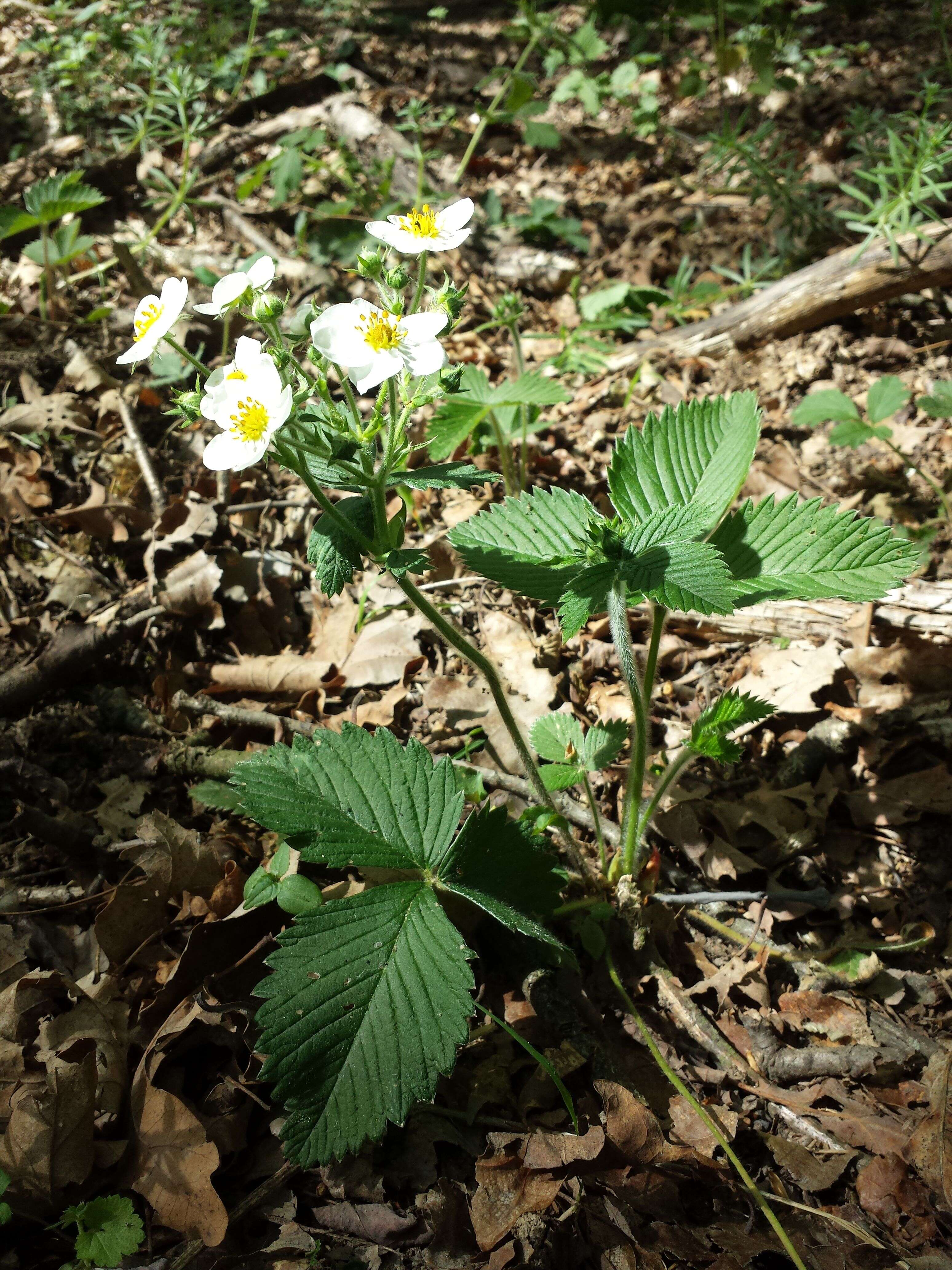 Image of Hautbois Strawberry