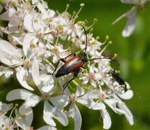 Image of Black-striped Longhorn Beetle