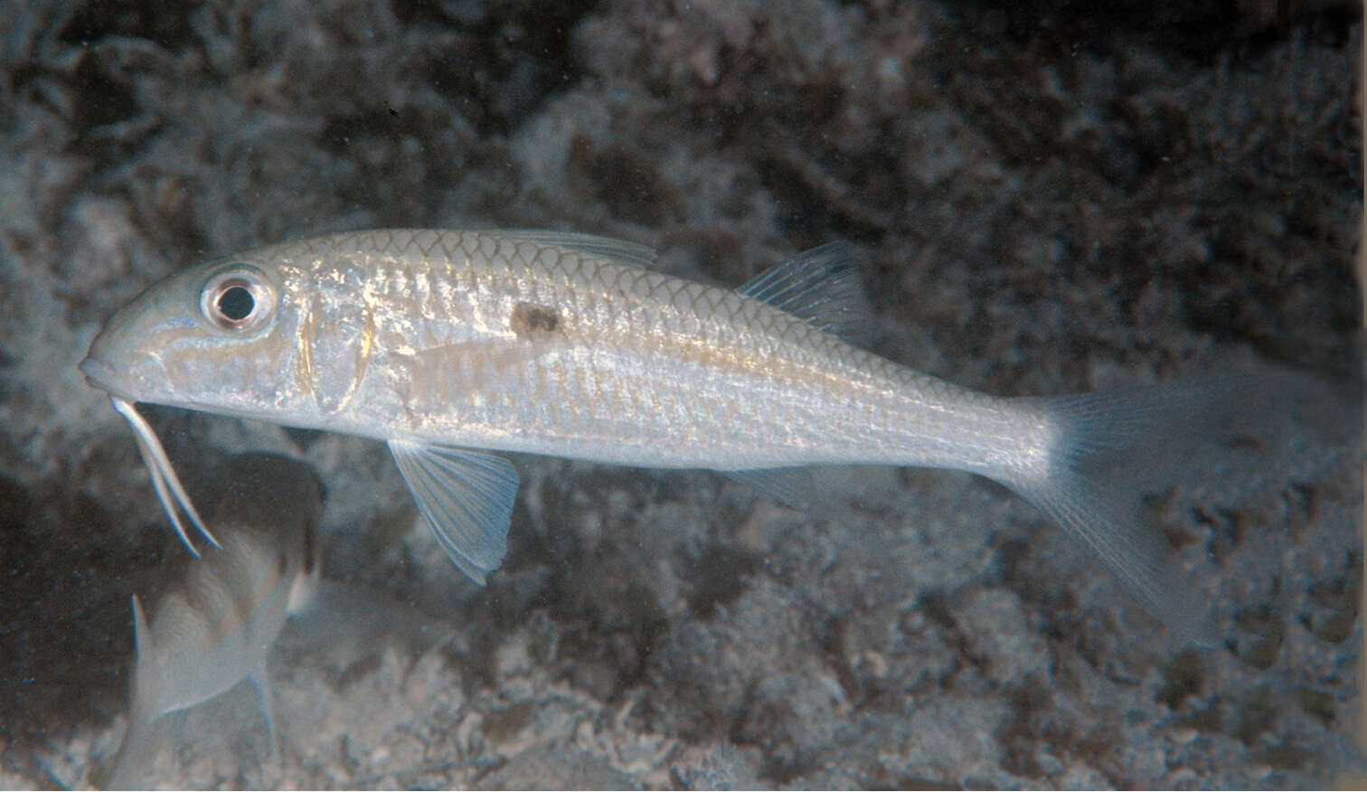 Image of Yellowstripe goatfish