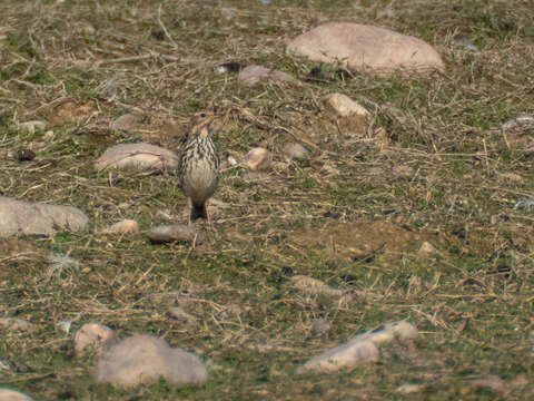 Image of Red-throated Pipit