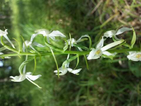 Image of lesser butterfly-orchid