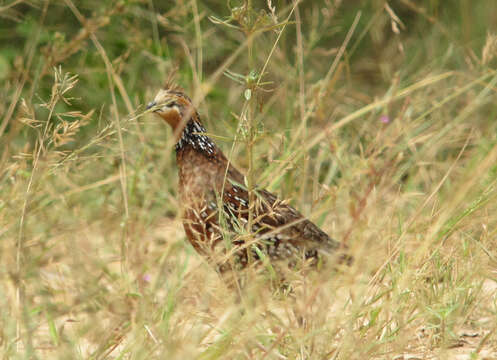 Image of Crested Bobwhite