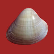 Image of Tivela mactroides (Born 1778)