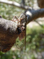 Image of Cicada orni Linnaeus 1758