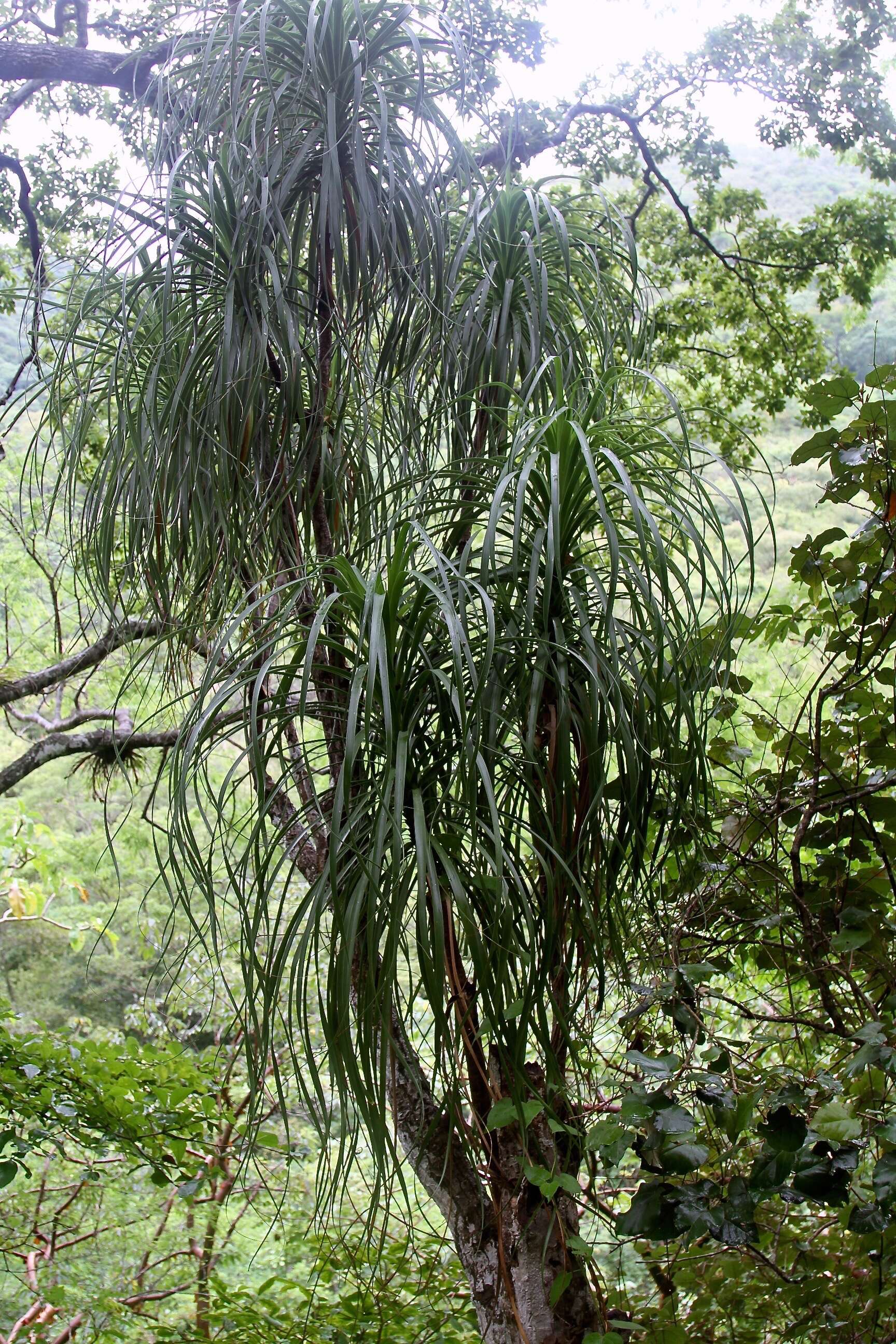 Image of Beaucarnea goldmanii Rose