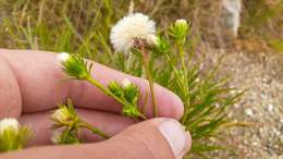 Image of rayless alkali aster