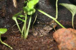 Image of Cane Toad