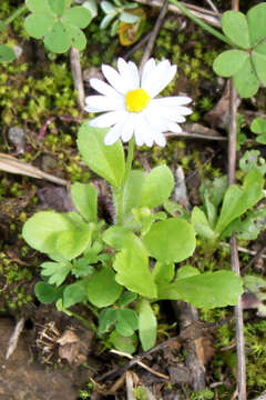 Image of Annual daisy