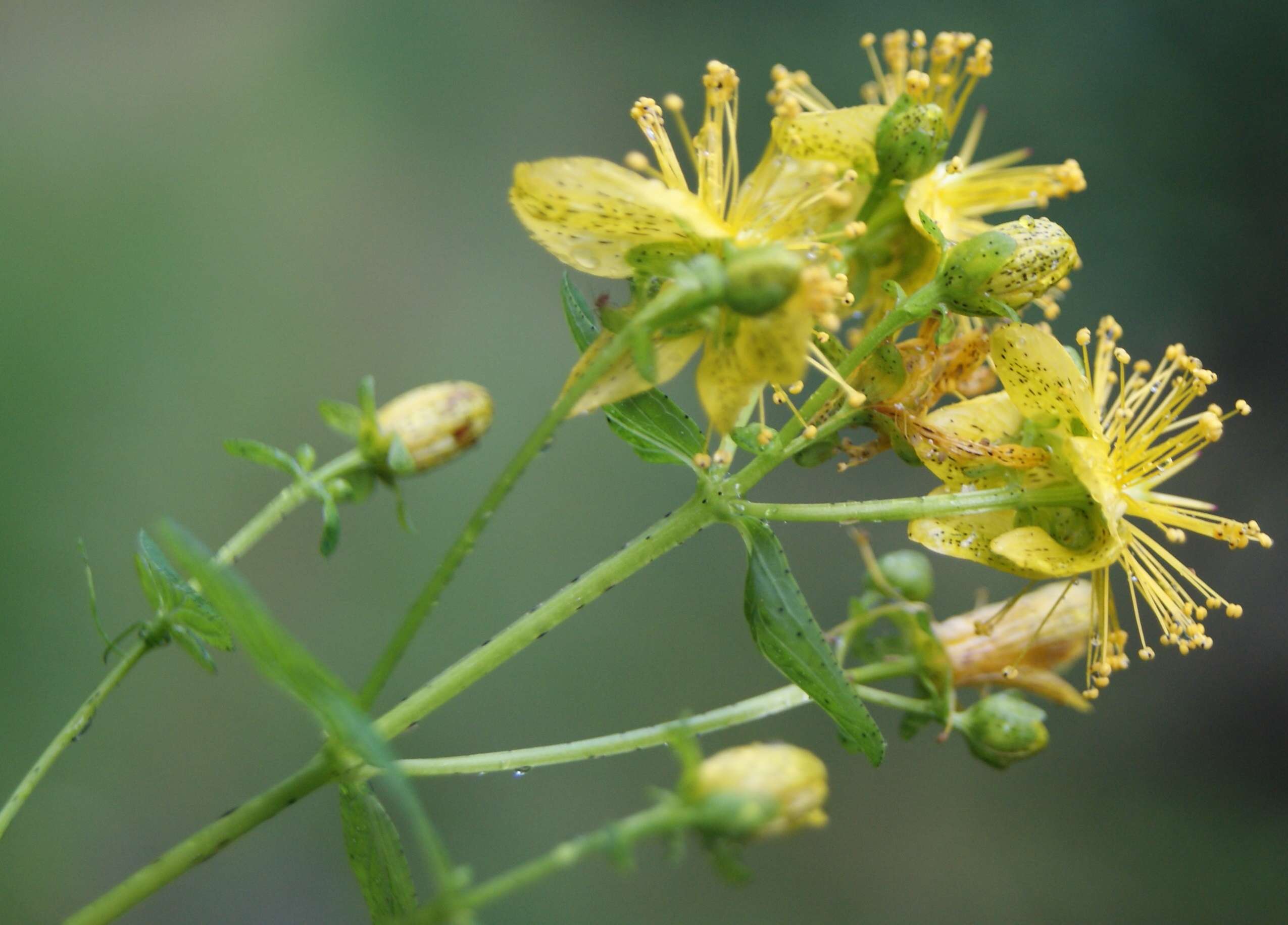 Image of spotted St. Johnswort