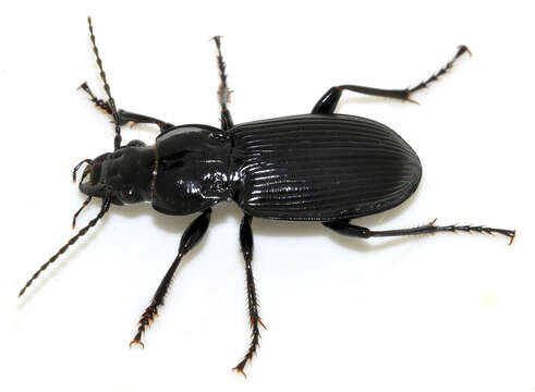 Image of Carabidae