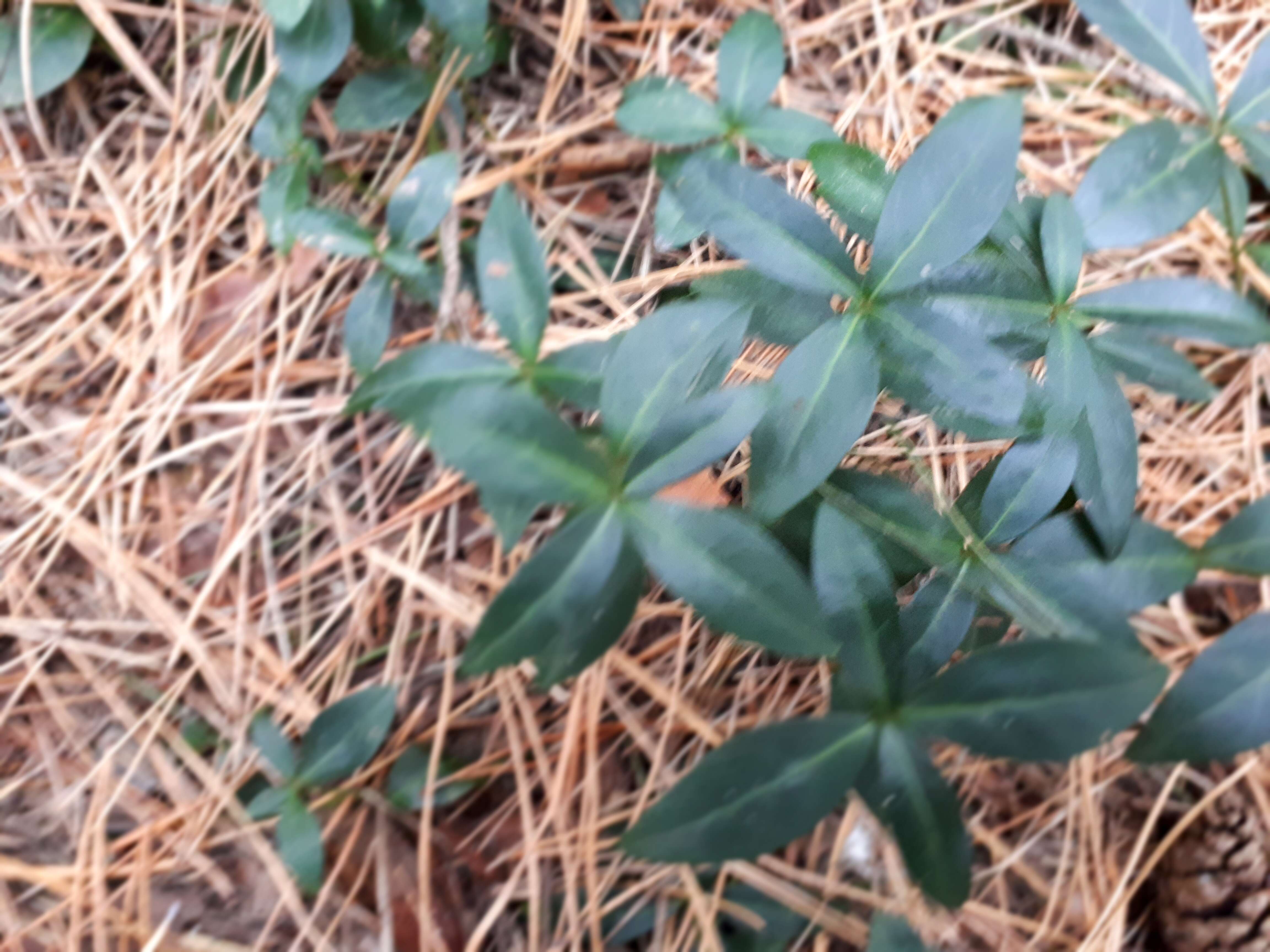 Image of Common Periwinkle