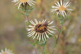 Image of Halictus scabiosae (Rossi 1790)