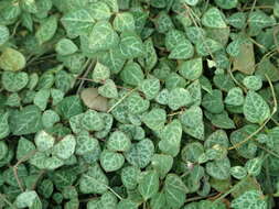 Image of Ceropegia collaricorona Werderm.