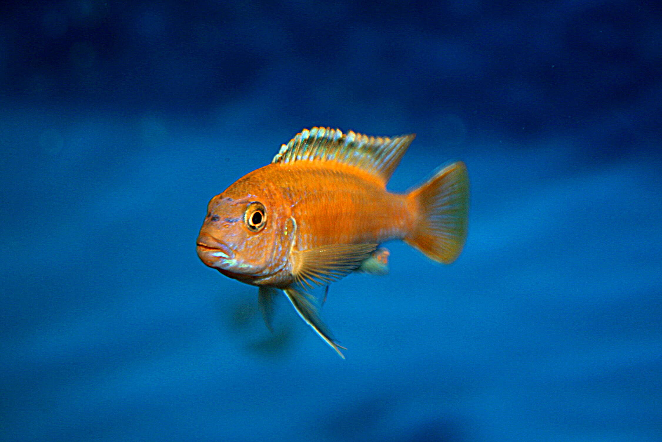 Image of Blue mbuna