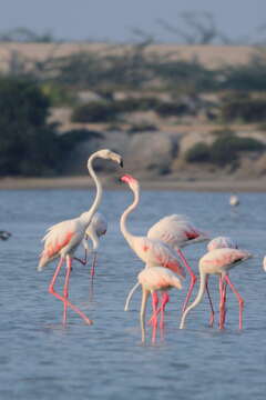 Imagem de Phoenicopterus roseus Pallas 1811