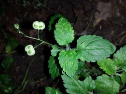 Image of Wood speedwell