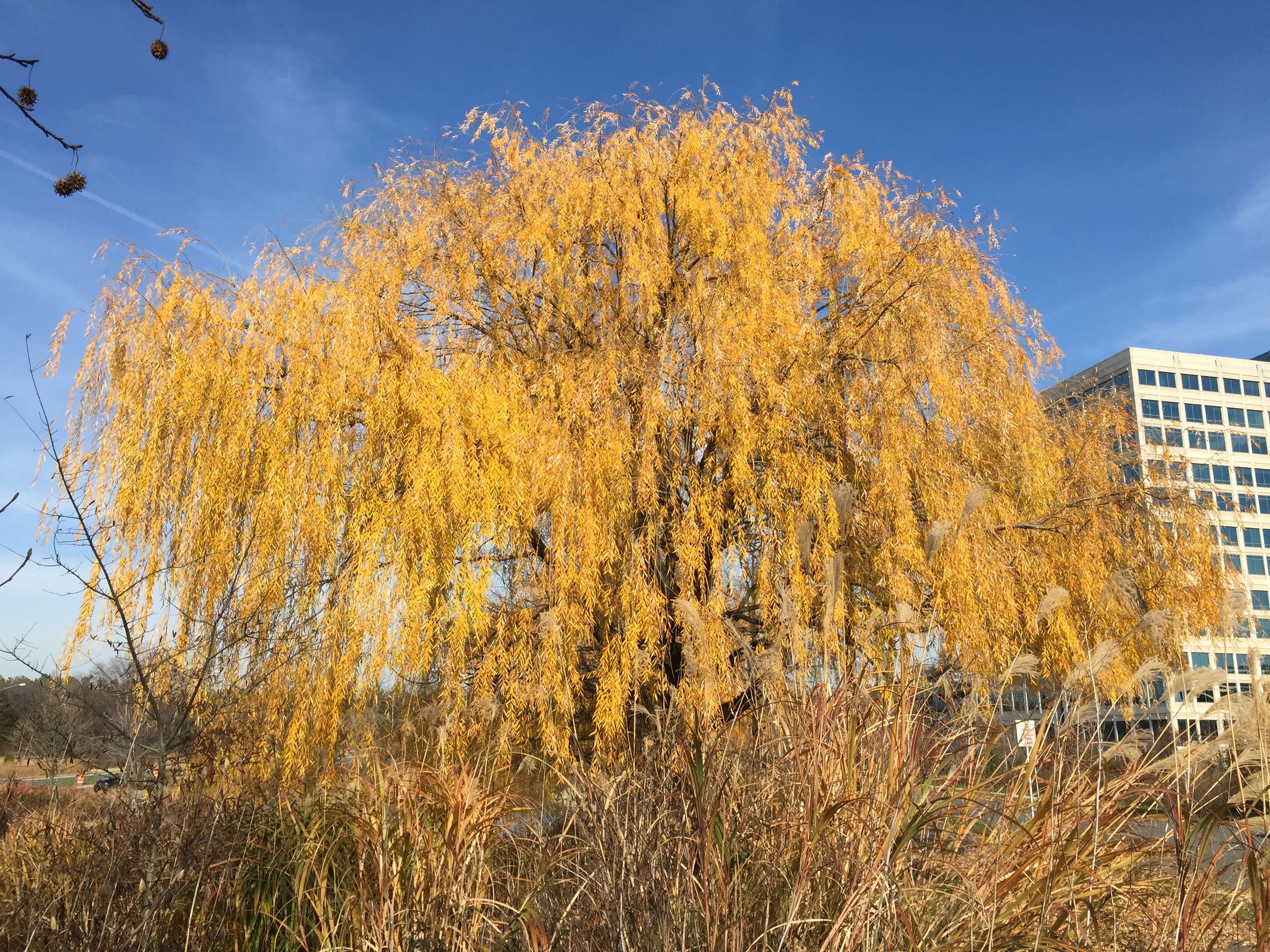 Plancia ëd Salix babylonica L.