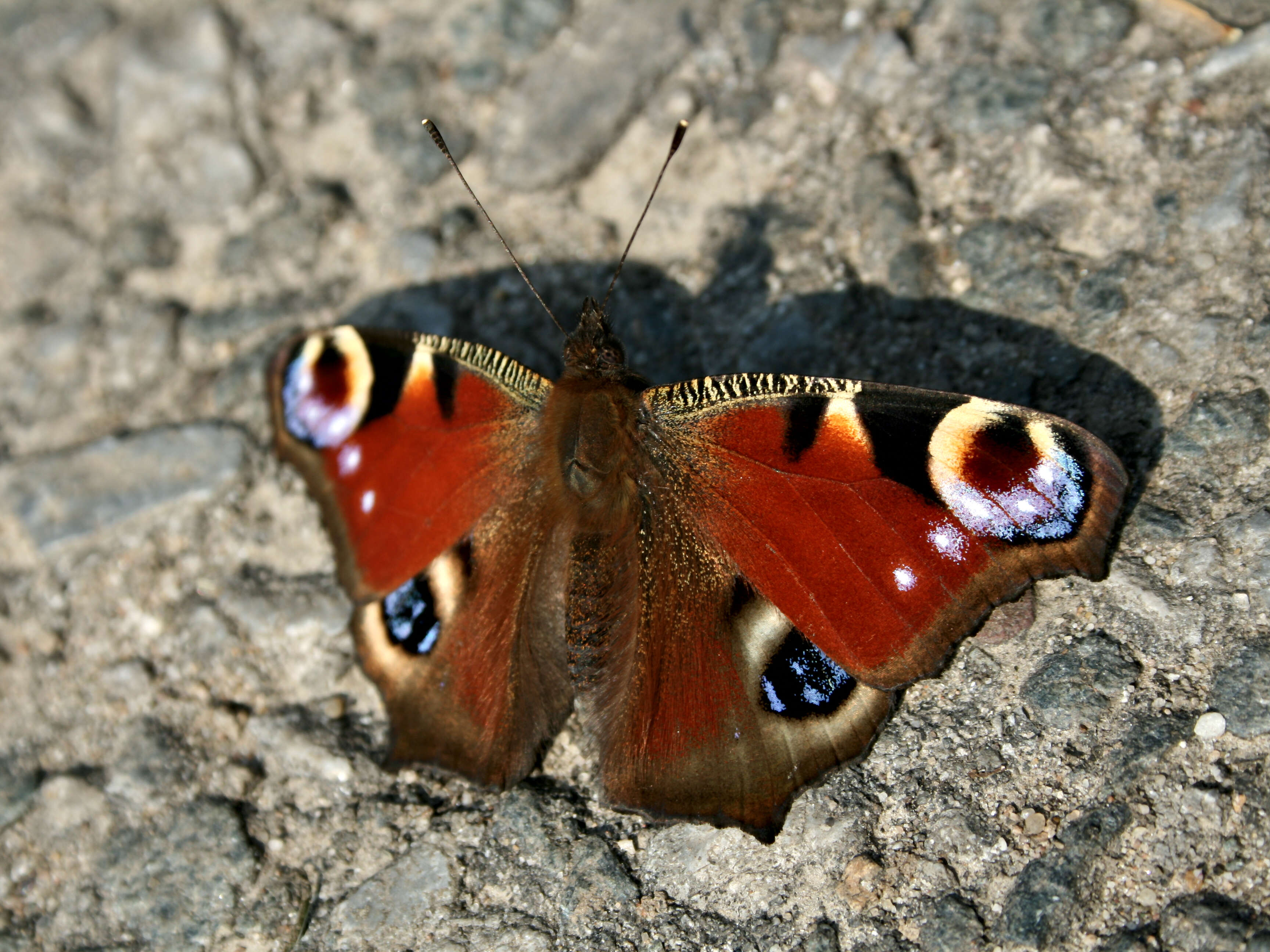 Image of Aglais io