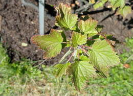 Image of Canadian gooseberry