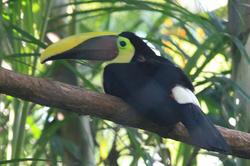 Image of Chestnut-mandibled Toucan