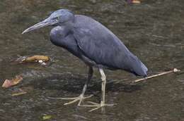 Image de Aigrette sacrée