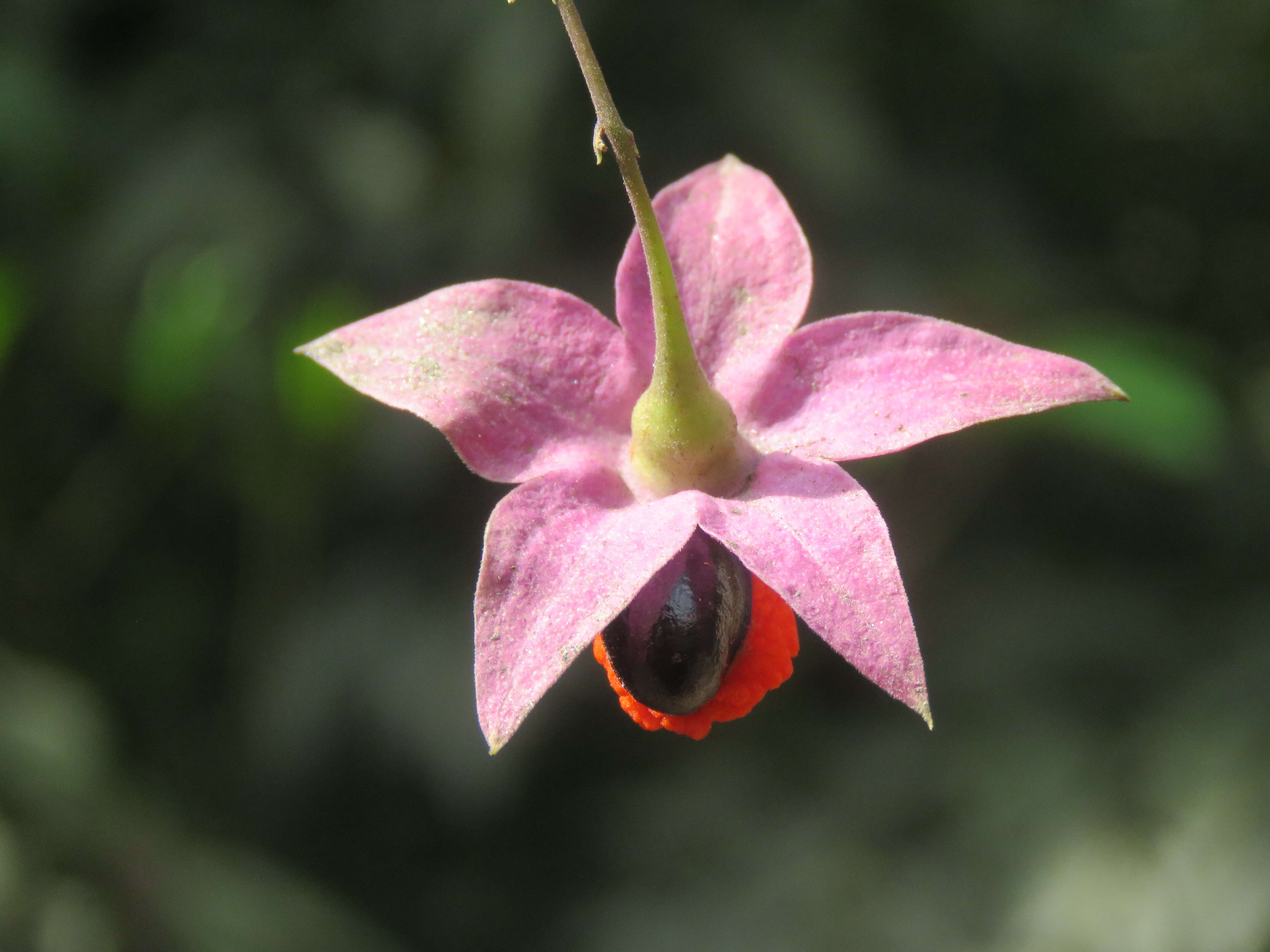 Слика од Clerodendrum thomsoniae Balf. fil.