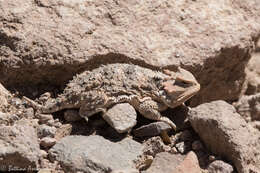 Image of Greater Short-horned Lizard