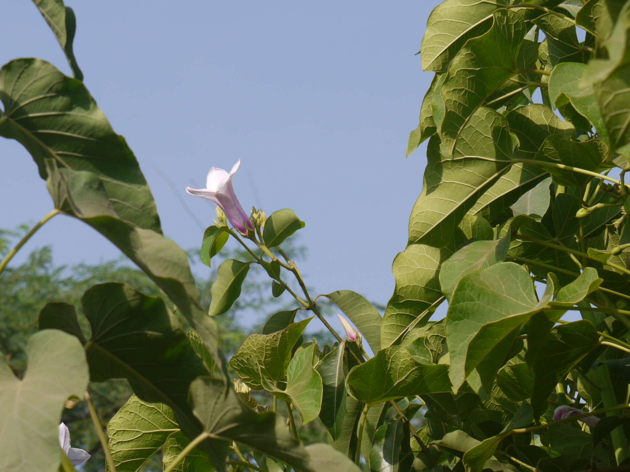 Image of Palay rubbervine