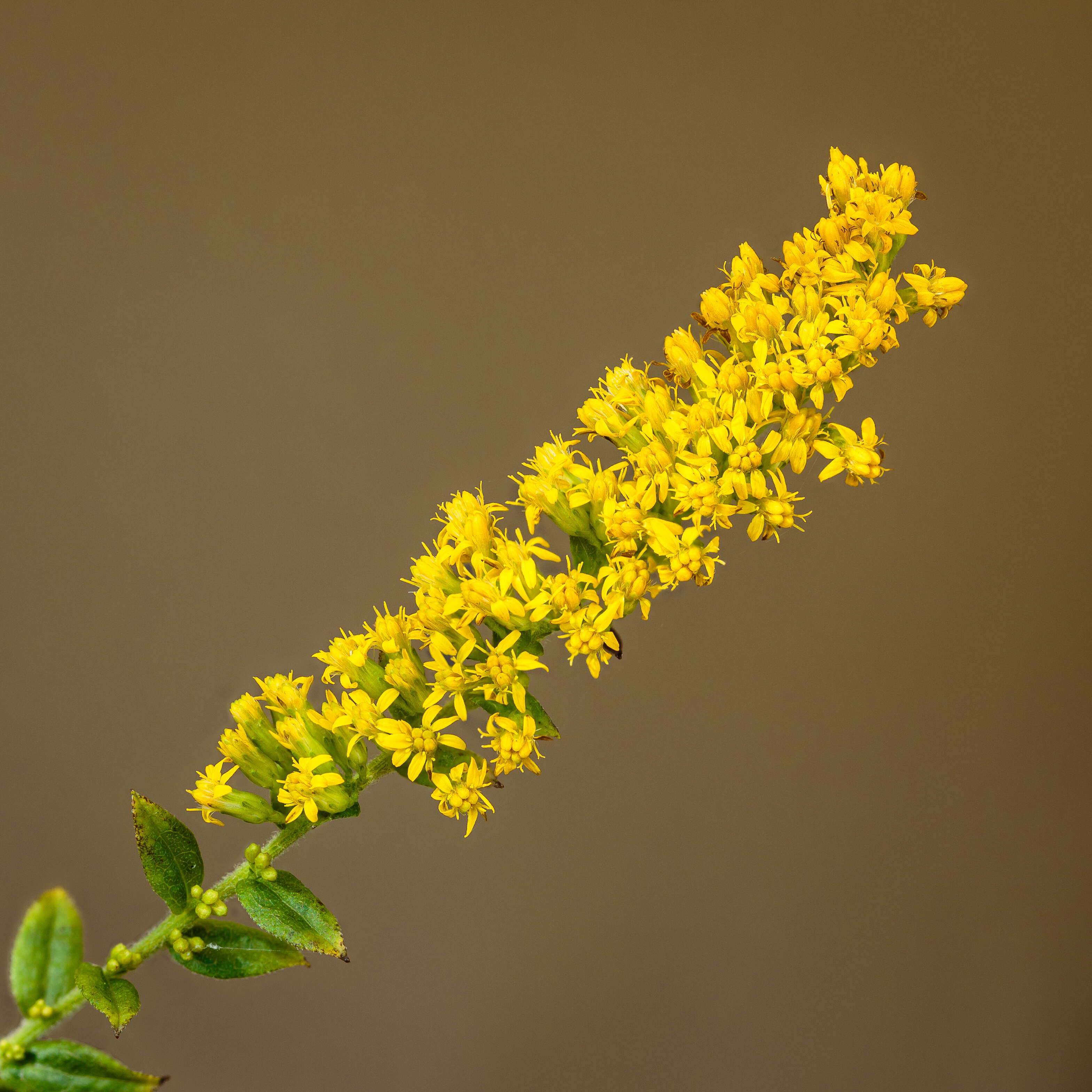 Image of wrinkleleaf goldenrod