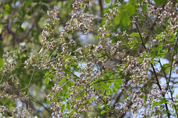 Слика од Dalbergia lanceolaria L. fil.