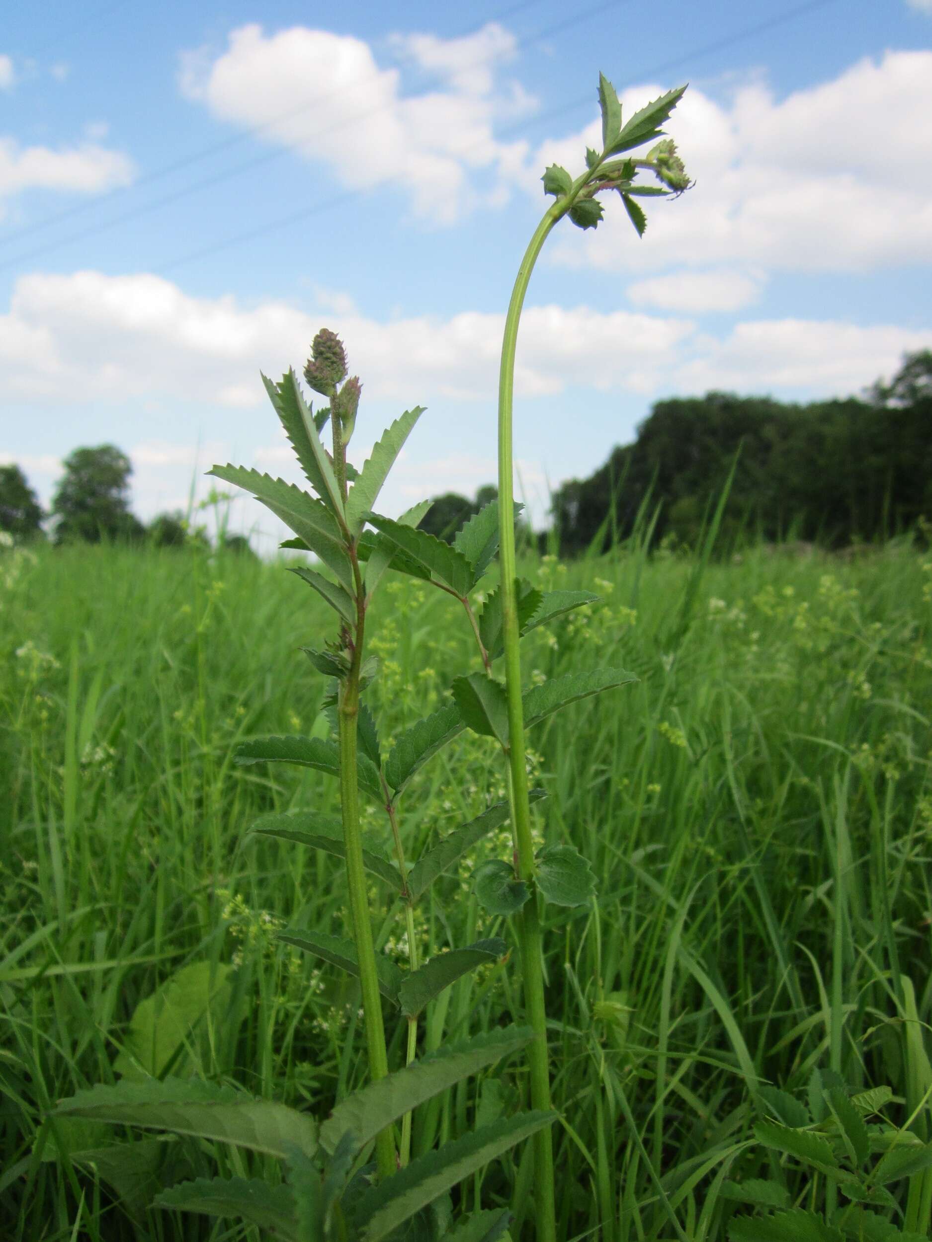 Image of Great Burnet