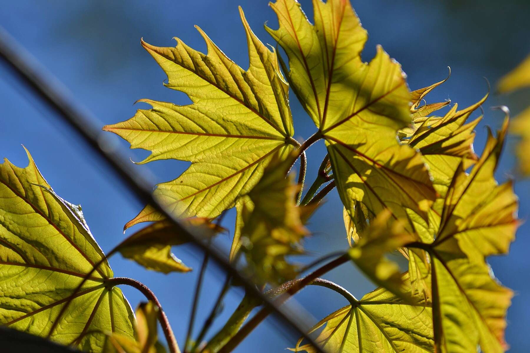 Image of Norway Maple