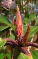 Imagem de Rhododendron wallichii Hook. fil.