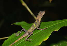 Image of Indonesia Earless Agama