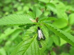 Image of Adela reaumurella