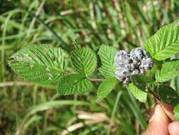 Image of Mysore raspberry