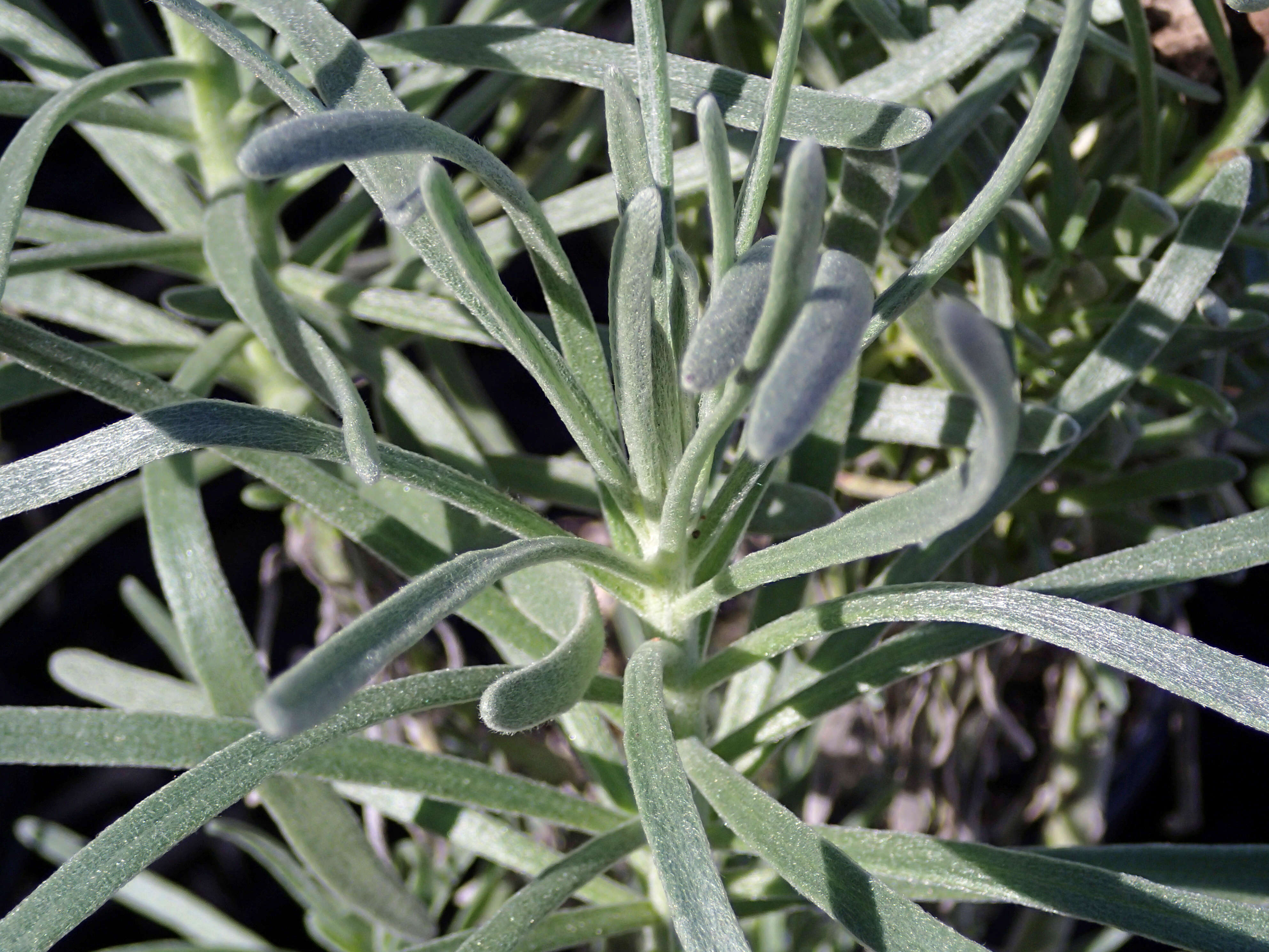 Image of sea rosemary