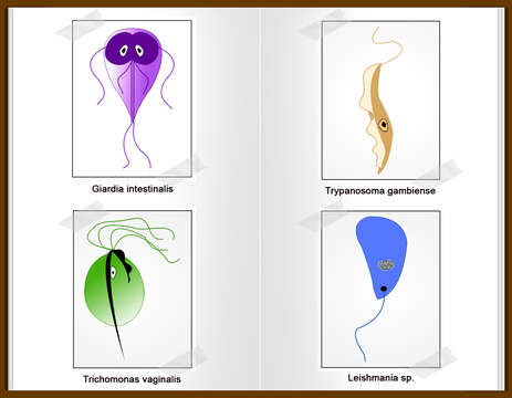 Imagem de Leishmaniinae