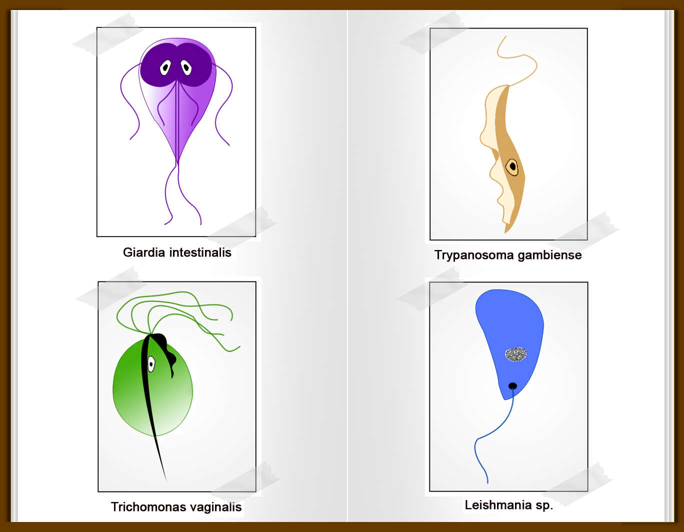 Image of Leishmaniinae