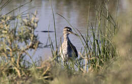 Image of Wood Sandpiper