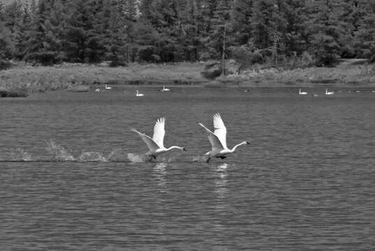 Image of Trumpeter Swan