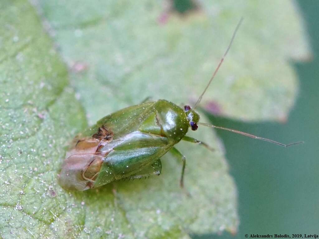 صورة Apolygus lucorum (Meyer-Dur 1843)